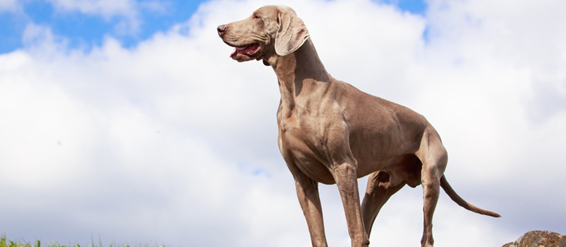 Weimaraner