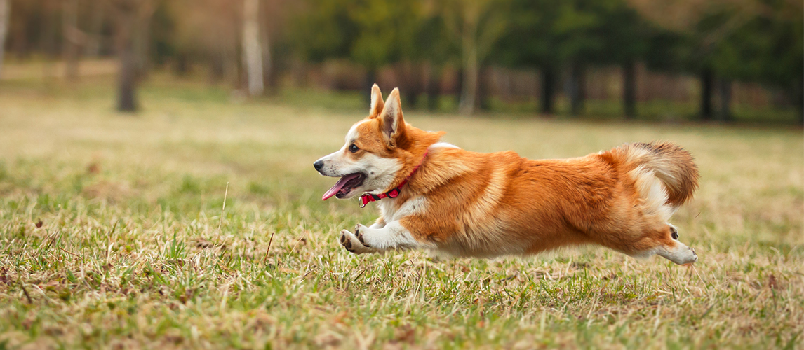 Welsh Corgi Pembroke running