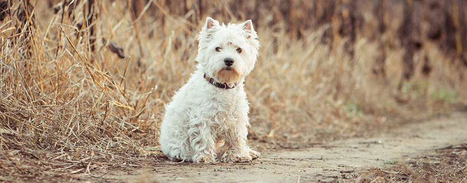 West Highland Terrier