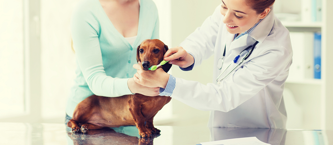 Woman brushing a dog's teeth