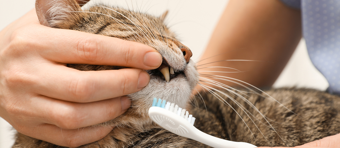 Woman cleaning cat's teeth with toothbrush, closeup