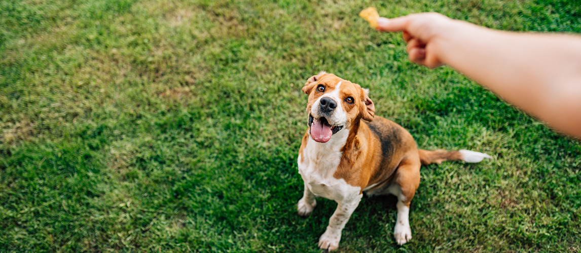 Woman feeding her dog with treat