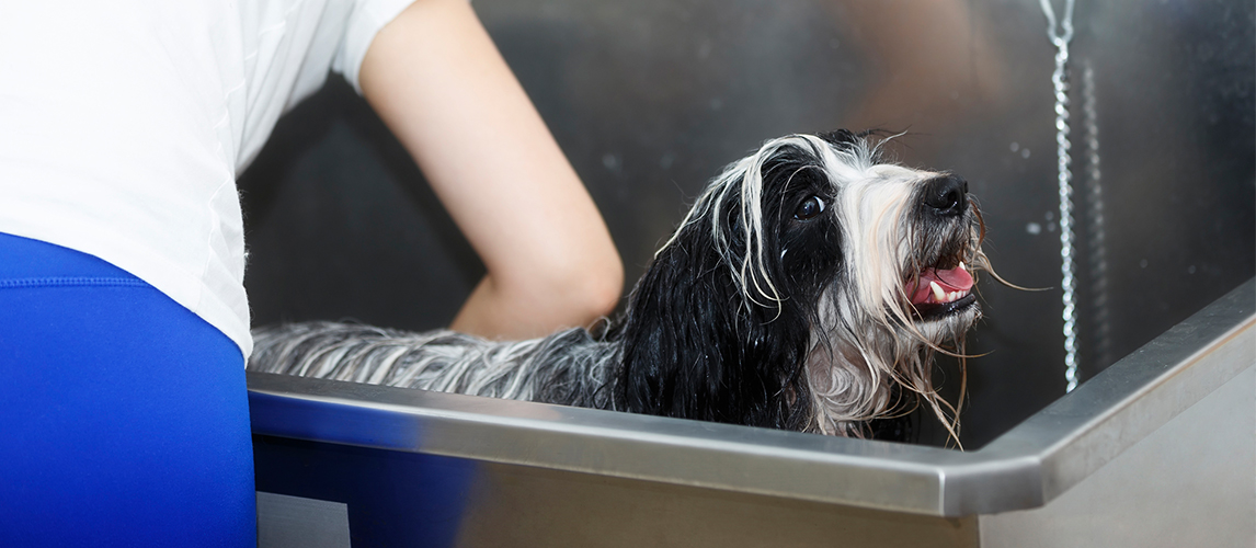 Woman washing the dog