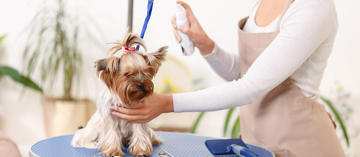 Yorkshire terrier grooming