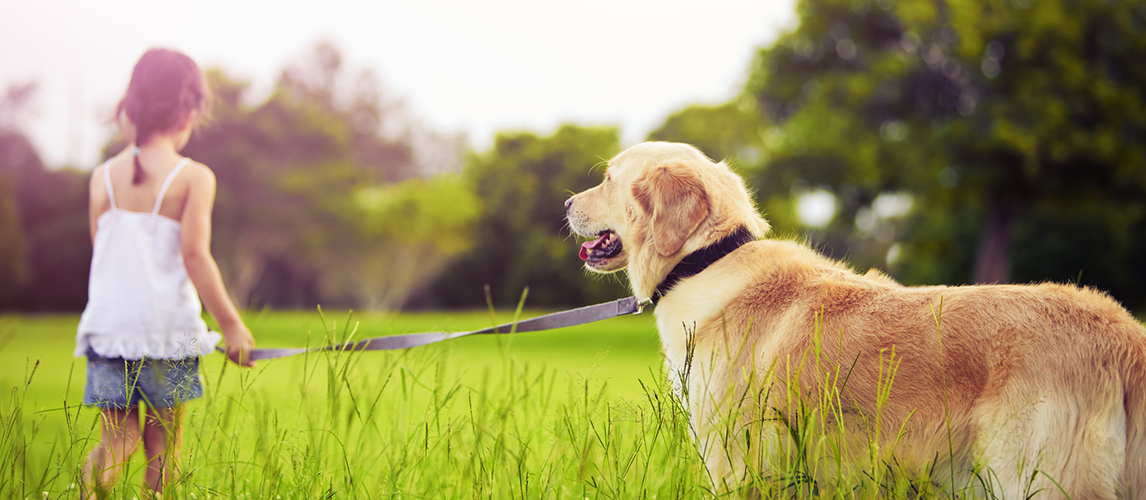 Young girl with golden retriever walking away