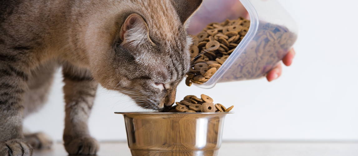 cat eating at home from its bowl. Female hand adding food