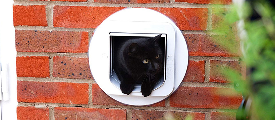 cat on door