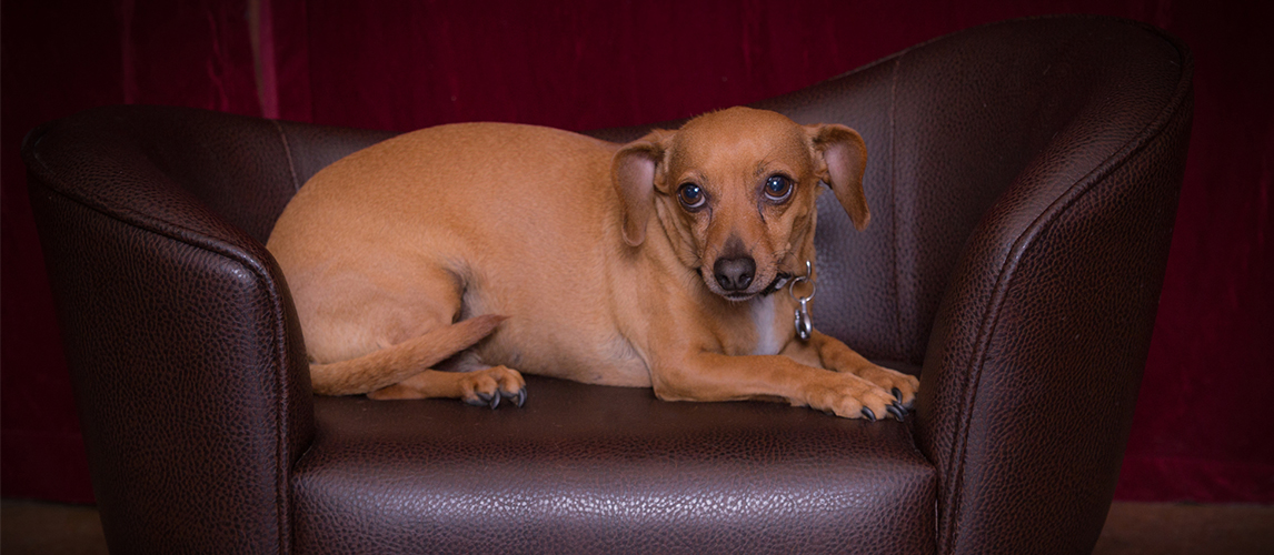 chihuahua and chiweenie mix