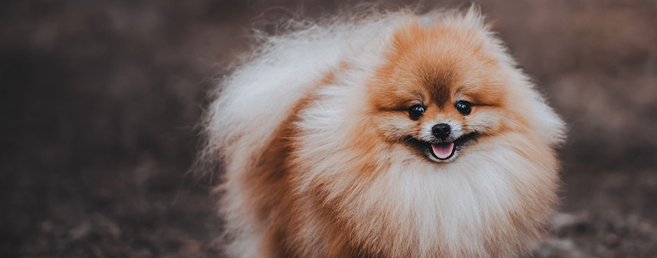 A beautiful fluffy dog of Pomeranian spitz