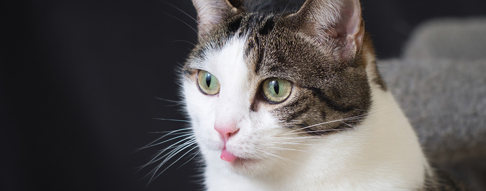 A cat blowing raspberries