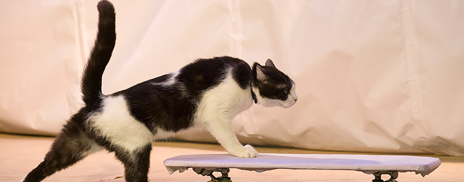 A cat with a skateboard