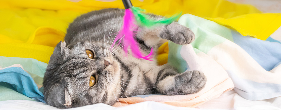 A gray Scottish fold cat with yellow eyes