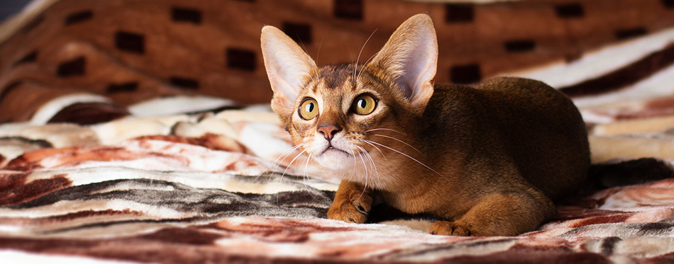 Abyssinian cat lying on bed