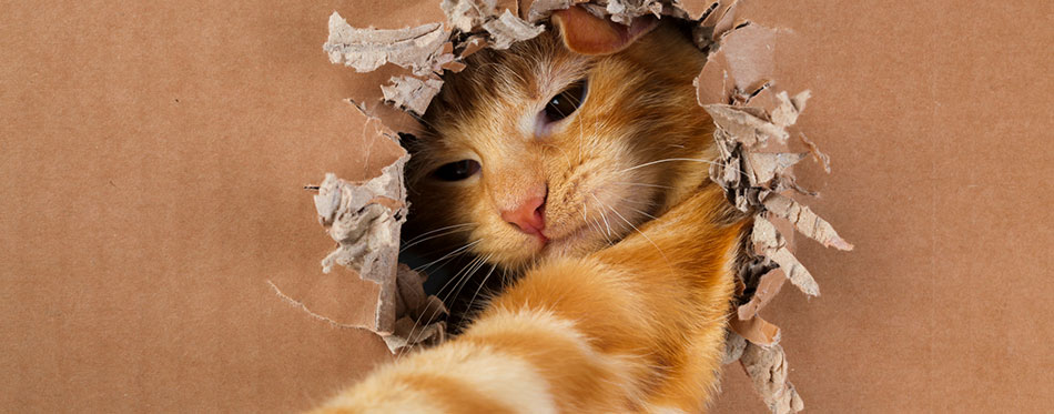 Adorable kitten clawing and biting at hole in cardboard box