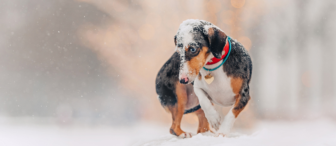 Adorable piebald dachshund dog walking outdoors in winter - stock image