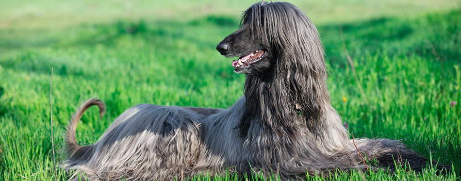 Afghan Hound