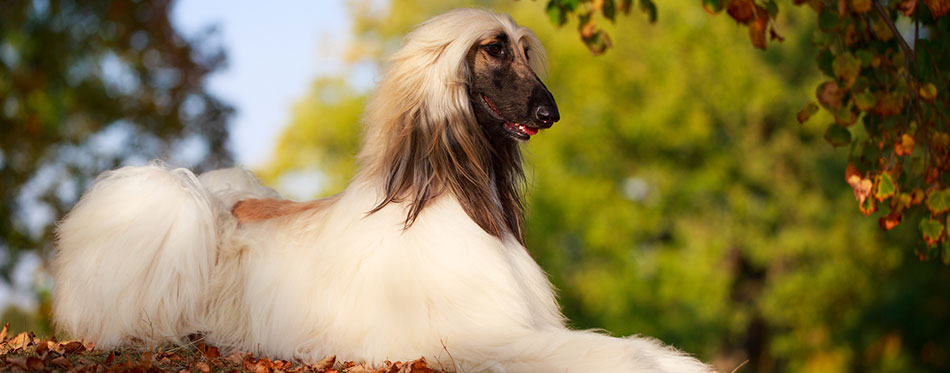 Afghan Hound lying in the park