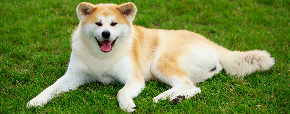 Akita Inu