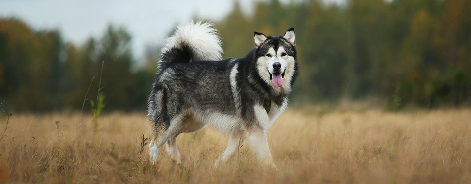 Alaskan Malamute