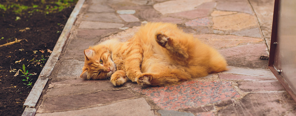 American Bobtail kitten