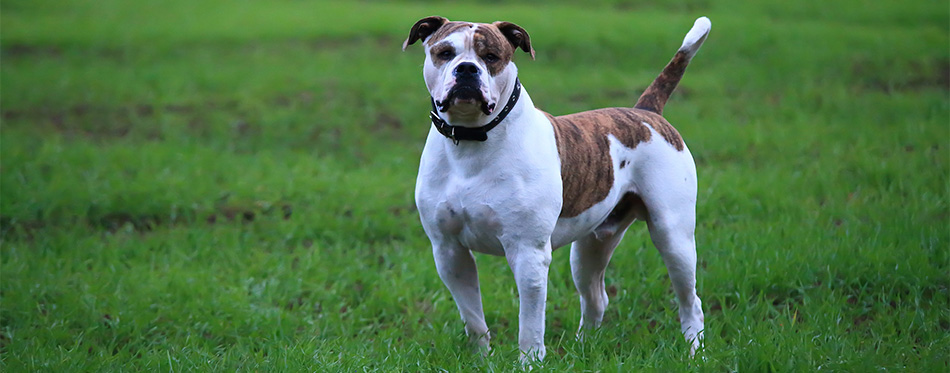 American Bulldog