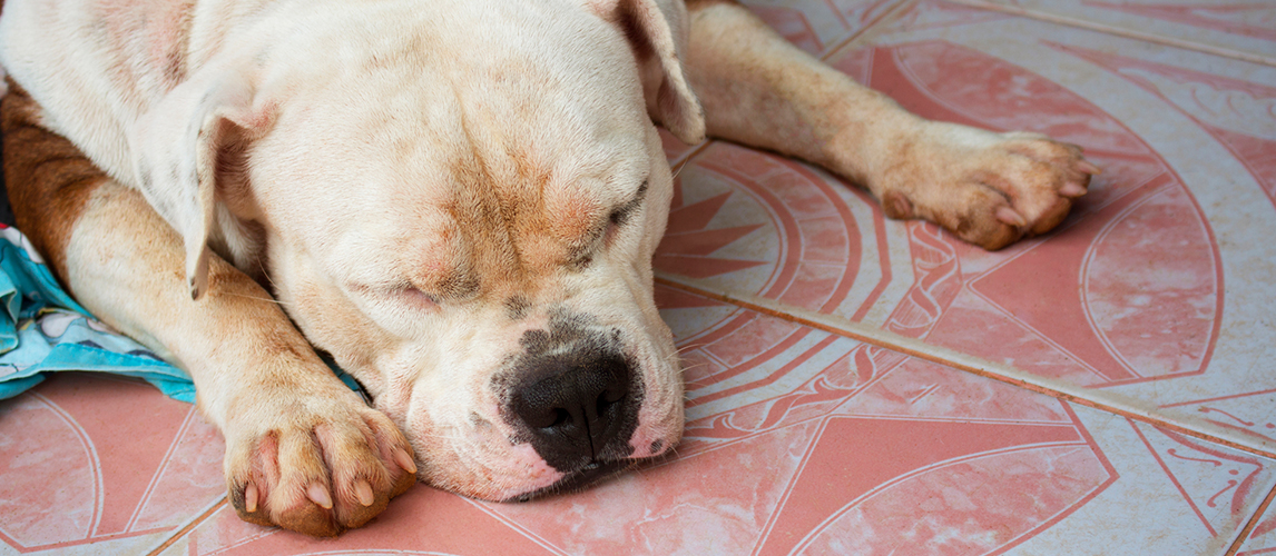 American Bulldogs are sleeping on the tile floor.