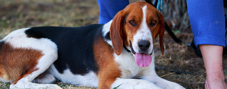 American Foxhound