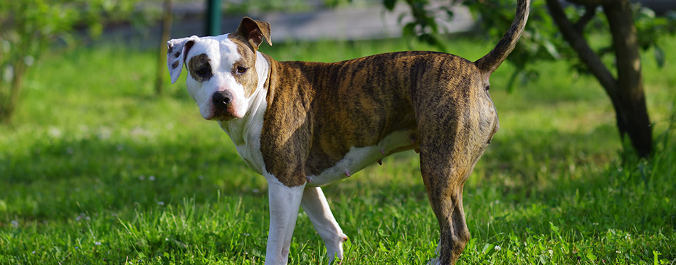 American Pitbull Terrier