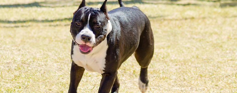 American Staffordshire Terrier