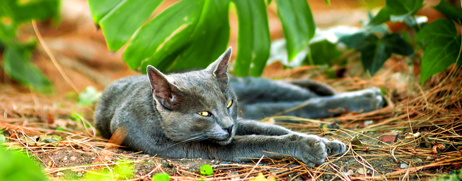 An street cat resting