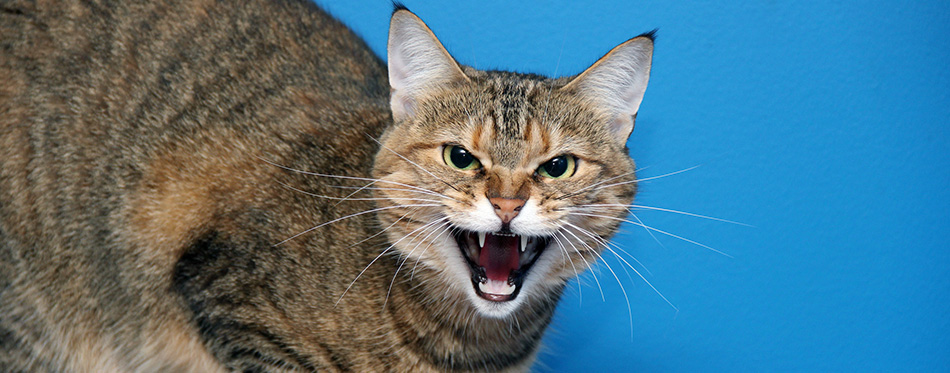 Angry
