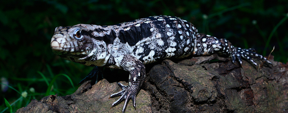 Argentine Black and White Tegu