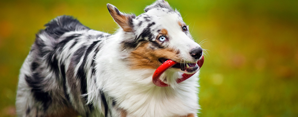 Australian Shepherd