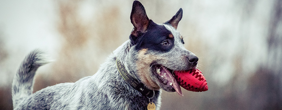 Australian cattle dog