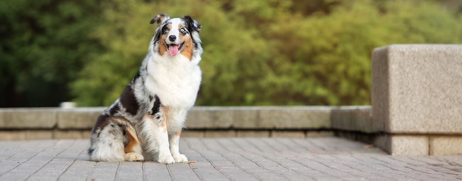 Australian shepherd dog in the park