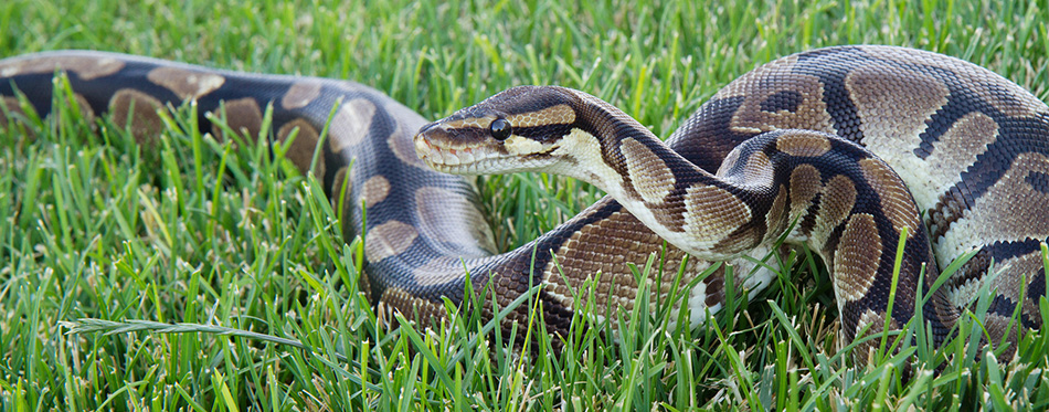 Ball Python