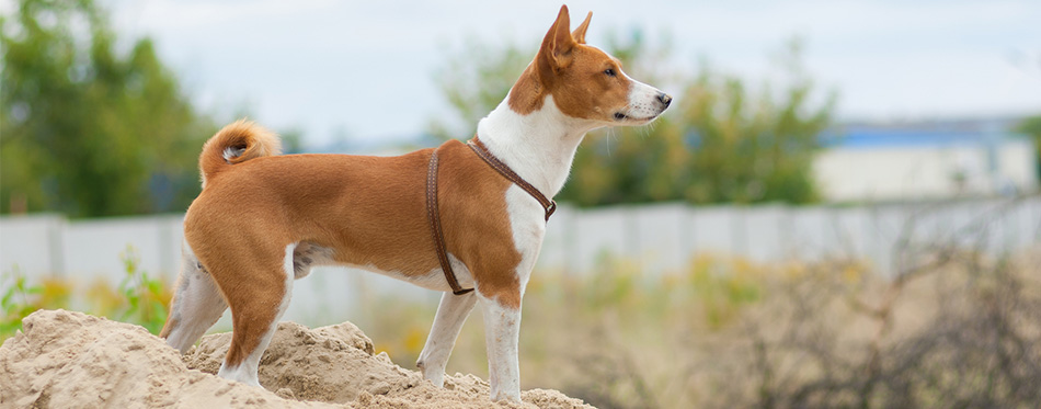 Basenji