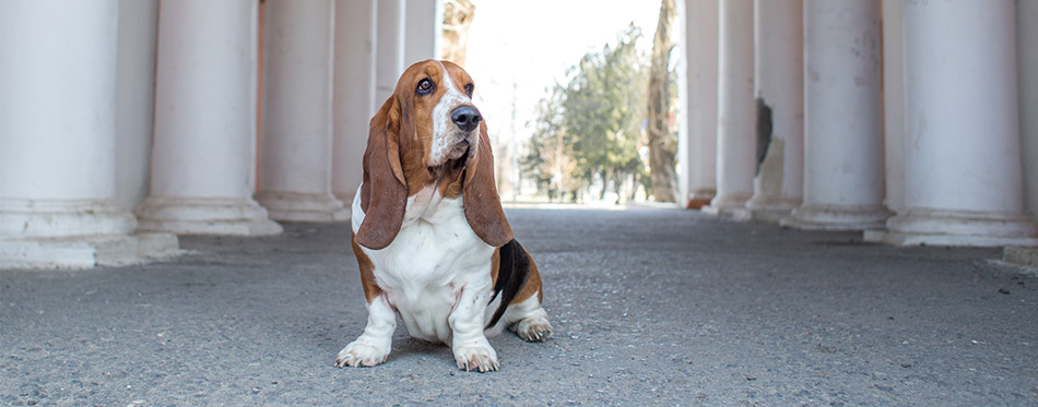 Basset Hound