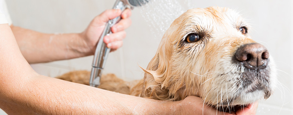 Bathing a dog Golden Retriever 