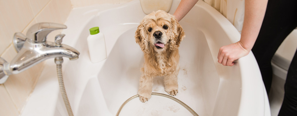 Bathing of American cocker spaniel