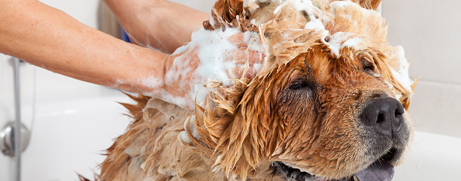 Bathroom to a dog chow chow