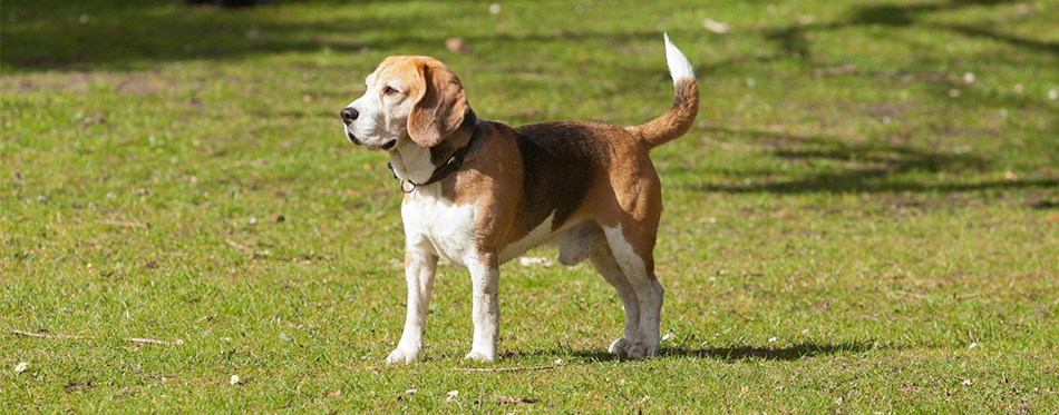 Beagle