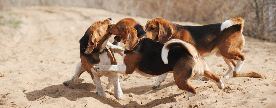 Beagle