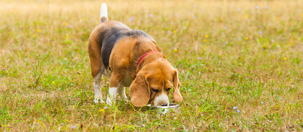 Beagle dog eating food