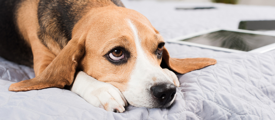 Beagle dog lying on the bed
