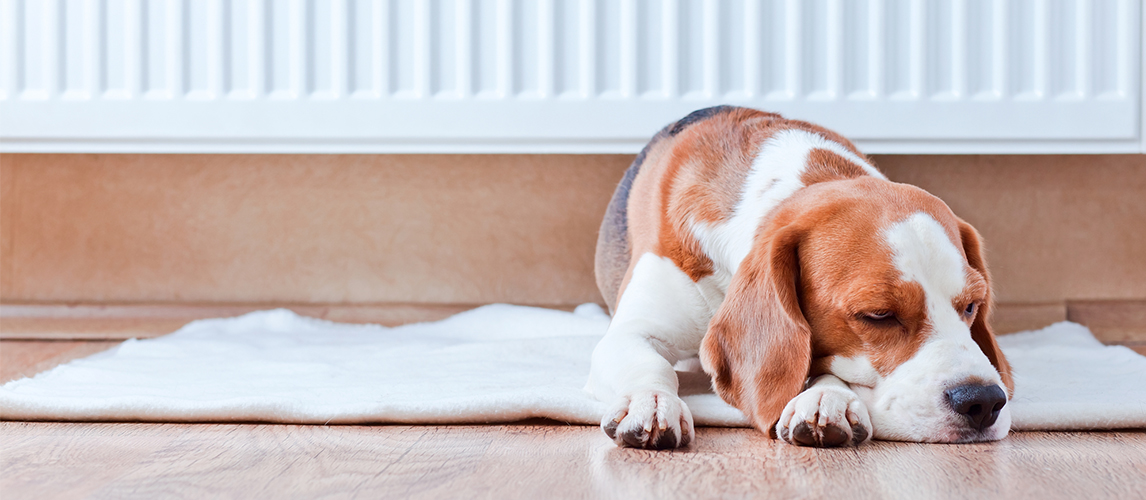 Beagle dog resting 