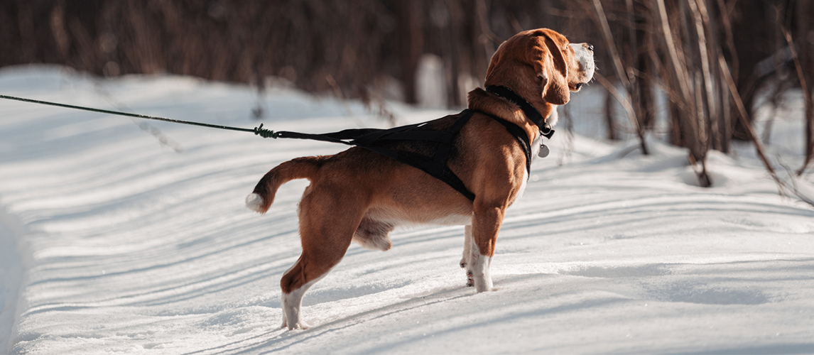 Beagle dog with harness