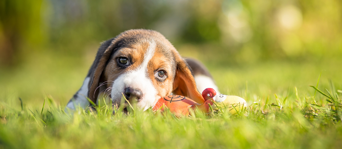 Beagle puppy playing with a toy in the grass