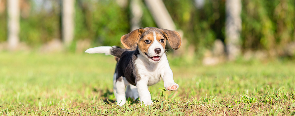 Beagle puppy