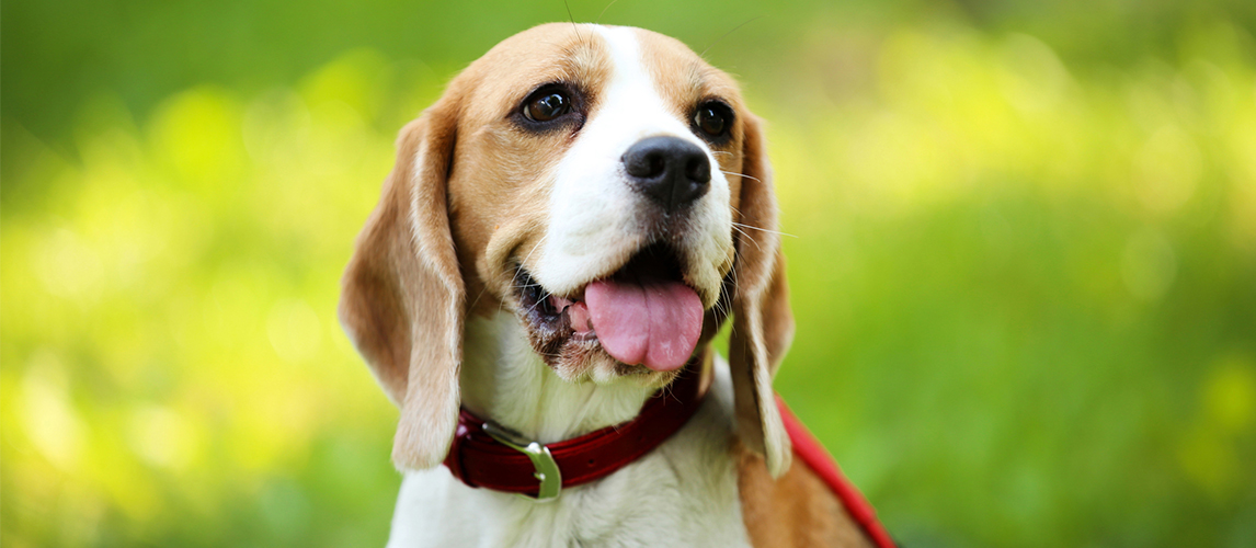 Beagle with leather dog collar